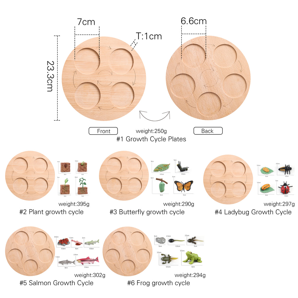 Double sided Beech Plant Growth Cycle Board - MamimamiHome Baby